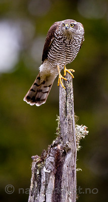 BB 11 0199 / Accipiter nisus / Spurvehauk